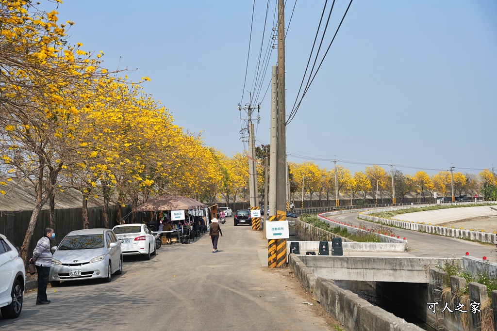 大林鎮陳井寮堤防黃花風鈴木