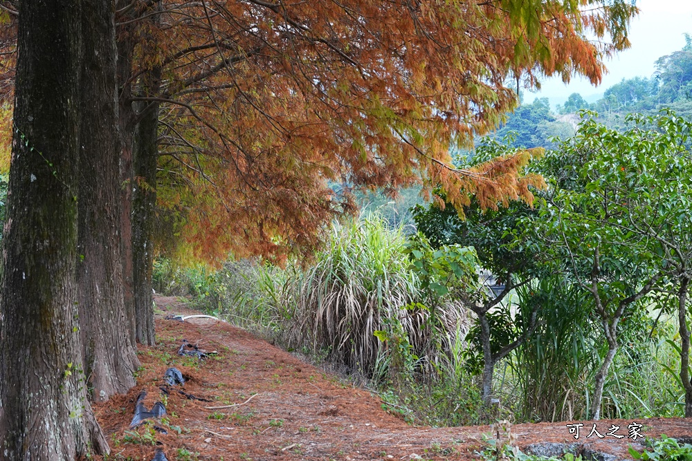 古坑景點,正夯,美呆了,落羽松