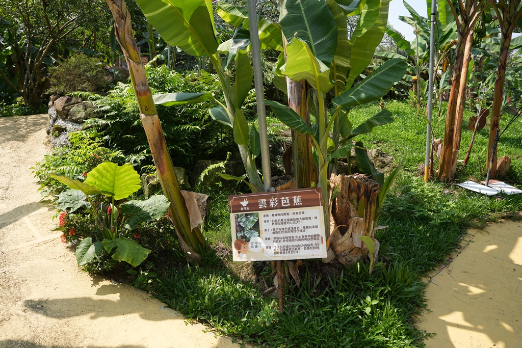 jijibanana集元果,一日遊,南投新景點,生態園區,蕃茄果乾,觀光工廠,香蕉乾