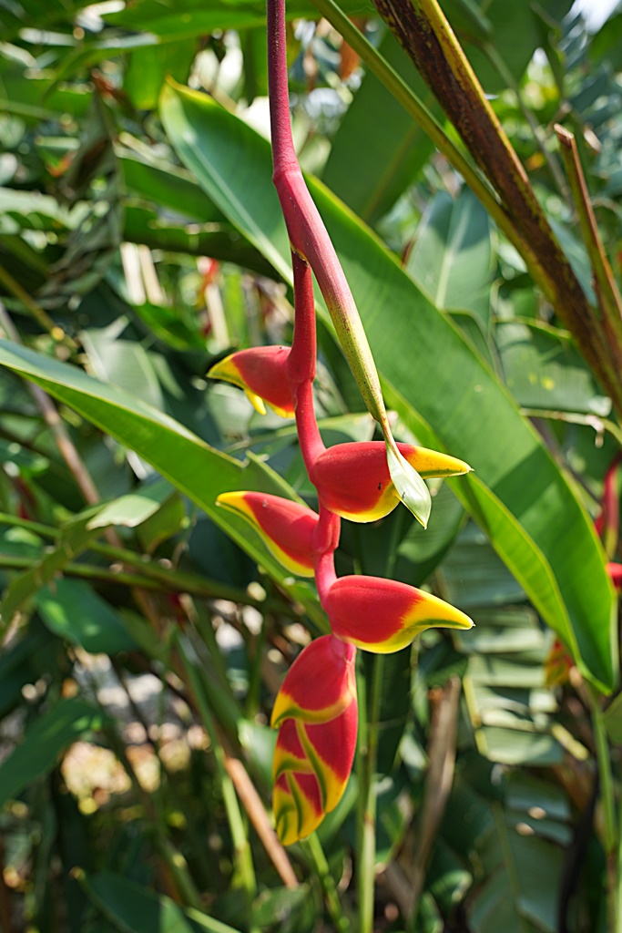 jijibanana集元果,一日遊,南投新景點,生態園區,蕃茄果乾,觀光工廠,香蕉乾