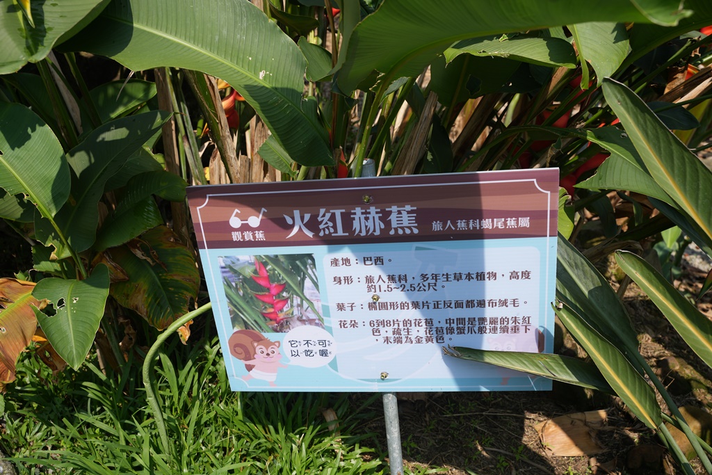 jijibanana集元果,一日遊,南投新景點,生態園區,蕃茄果乾,觀光工廠,香蕉乾