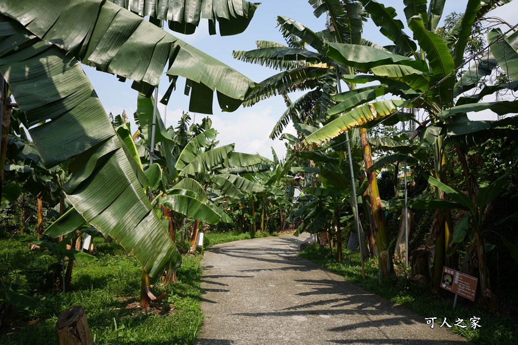 jijibanana集元果,一日遊,南投新景點,生態園區,蕃茄果乾,觀光工廠,香蕉乾