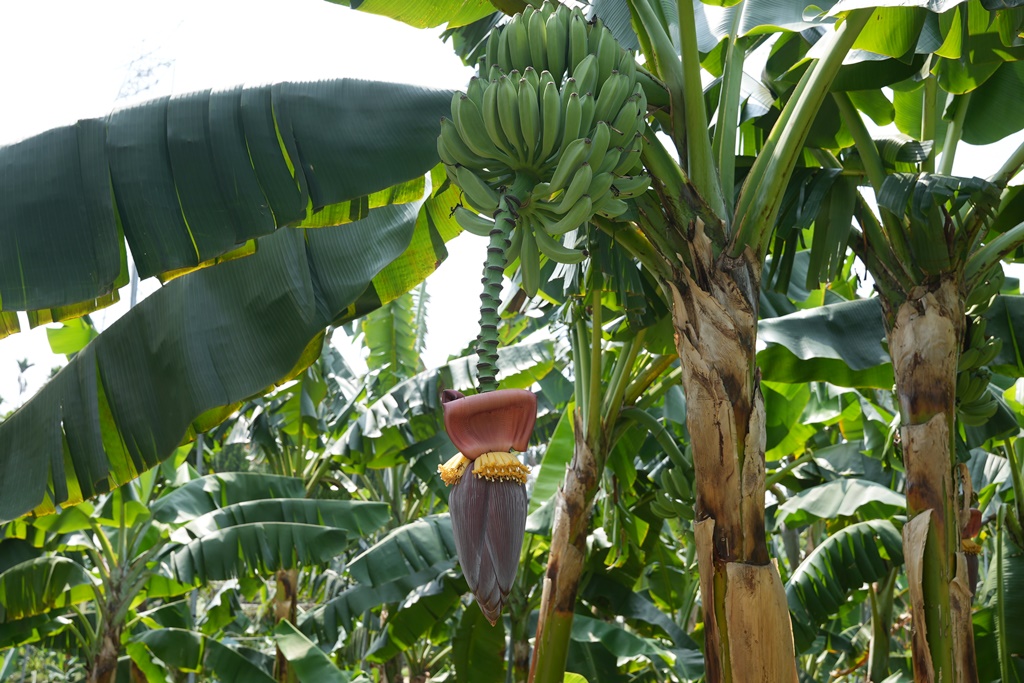 jijibanana集元果,一日遊,南投新景點,生態園區,蕃茄果乾,觀光工廠,香蕉乾