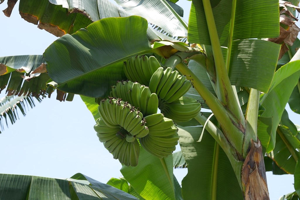 jijibanana集元果,一日遊,南投新景點,生態園區,蕃茄果乾,觀光工廠,香蕉乾