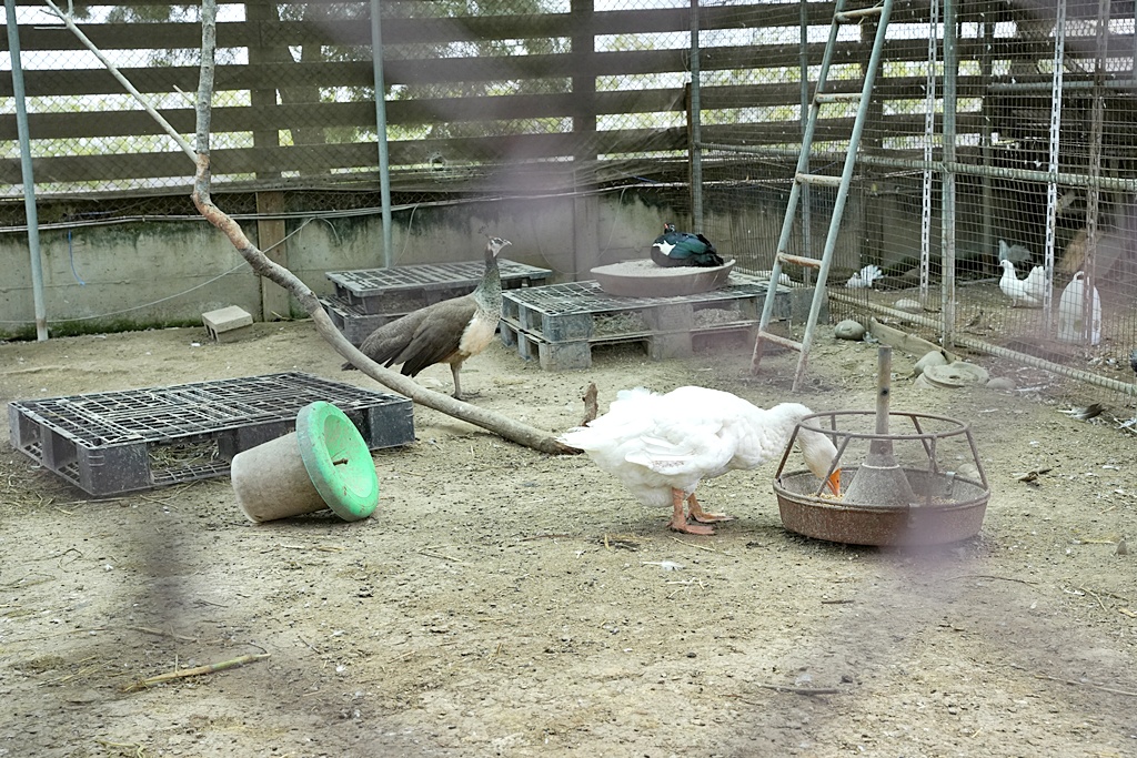 免費景點,斗六景點,春假必訪,雲林景點,順遊景點