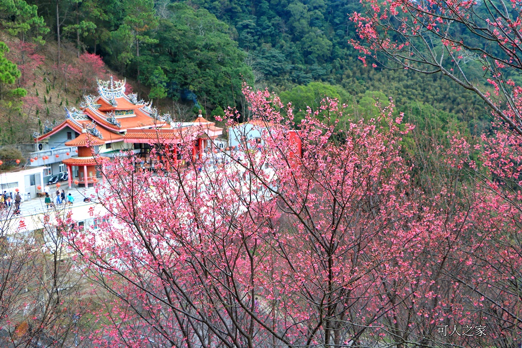 2018協雲宮花況,免費參觀,協雲宮怎麼去,協雲宮最新花況,櫻花季,獅潭鄉櫻花,苗栗景點,苗栗櫻花