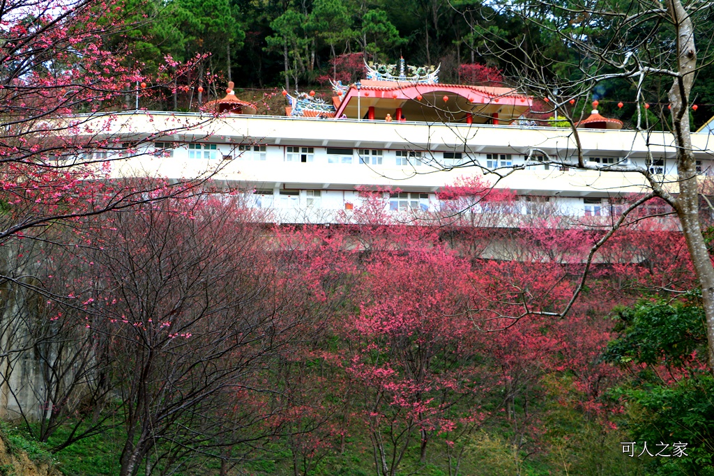 2018協雲宮花況,免費參觀,協雲宮怎麼去,協雲宮最新花況,櫻花季,獅潭鄉櫻花,苗栗景點,苗栗櫻花