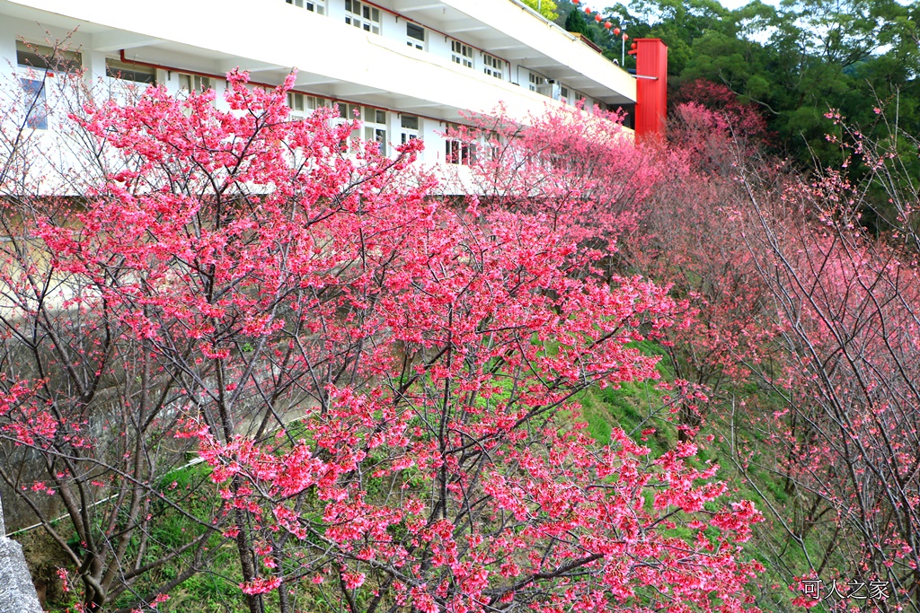 2018協雲宮花況,免費參觀,協雲宮怎麼去,協雲宮最新花況,櫻花季,獅潭鄉櫻花,苗栗景點,苗栗櫻花