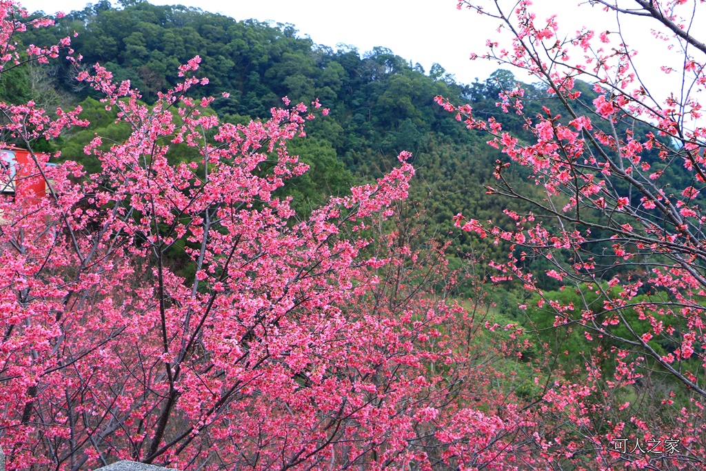 2018協雲宮花況,免費參觀,協雲宮怎麼去,協雲宮最新花況,櫻花季,獅潭鄉櫻花,苗栗景點,苗栗櫻花