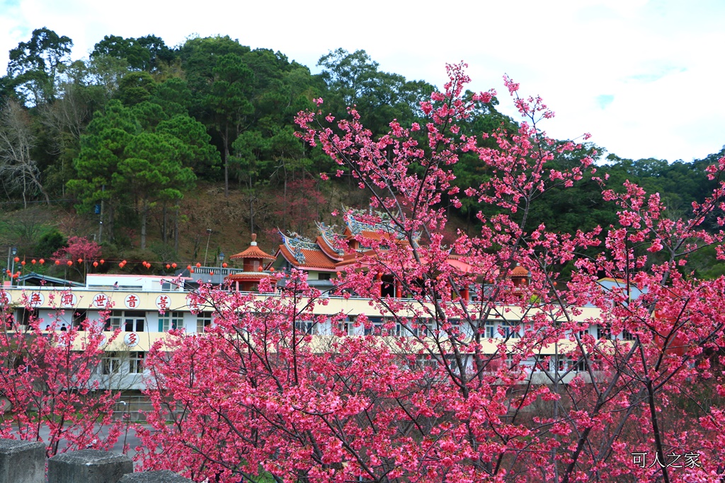 2018協雲宮花況,免費參觀,協雲宮怎麼去,協雲宮最新花況,櫻花季,獅潭鄉櫻花,苗栗景點,苗栗櫻花