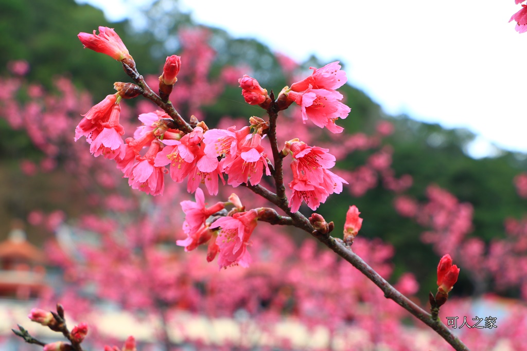 2018協雲宮花況,免費參觀,協雲宮怎麼去,協雲宮最新花況,櫻花季,獅潭鄉櫻花,苗栗景點,苗栗櫻花