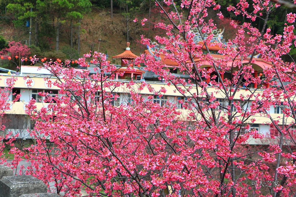 2018協雲宮花況,免費參觀,協雲宮怎麼去,協雲宮最新花況,櫻花季,獅潭鄉櫻花,苗栗景點,苗栗櫻花