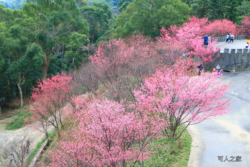 2018協雲宮花況,免費參觀,協雲宮怎麼去,協雲宮最新花況,櫻花季,獅潭鄉櫻花,苗栗景點,苗栗櫻花