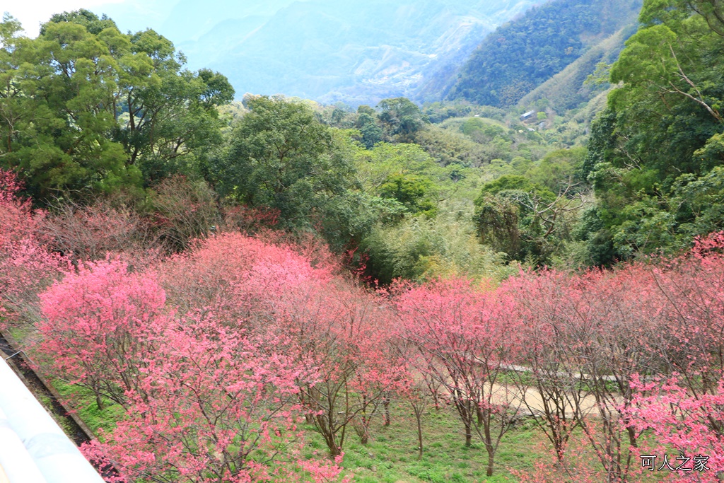 2018協雲宮花況,免費參觀,協雲宮怎麼去,協雲宮最新花況,櫻花季,獅潭鄉櫻花,苗栗景點,苗栗櫻花