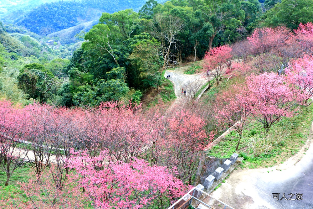 2018協雲宮花況,免費參觀,協雲宮怎麼去,協雲宮最新花況,櫻花季,獅潭鄉櫻花,苗栗景點,苗栗櫻花