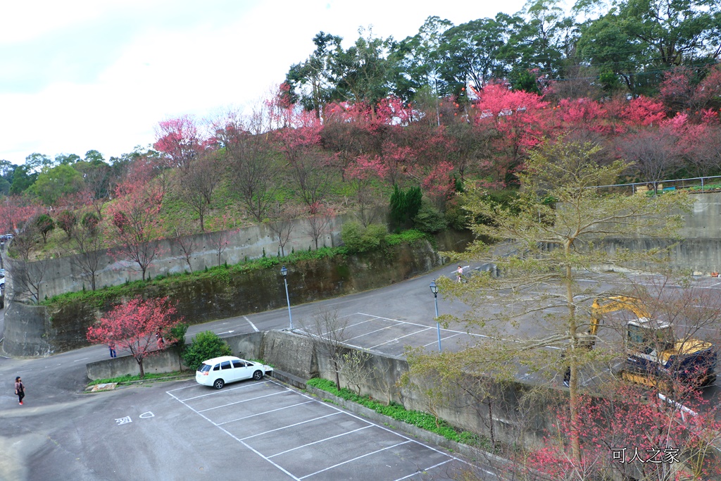 2018協雲宮花況,免費參觀,協雲宮怎麼去,協雲宮最新花況,櫻花季,獅潭鄉櫻花,苗栗景點,苗栗櫻花