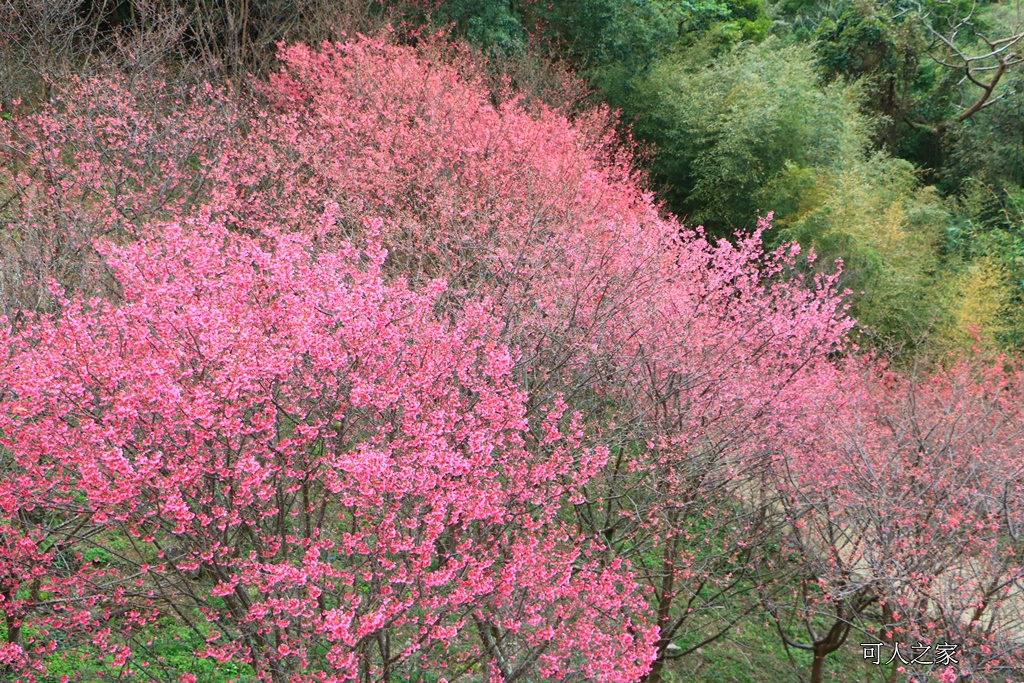 2018協雲宮花況,免費參觀,協雲宮怎麼去,協雲宮最新花況,櫻花季,獅潭鄉櫻花,苗栗景點,苗栗櫻花