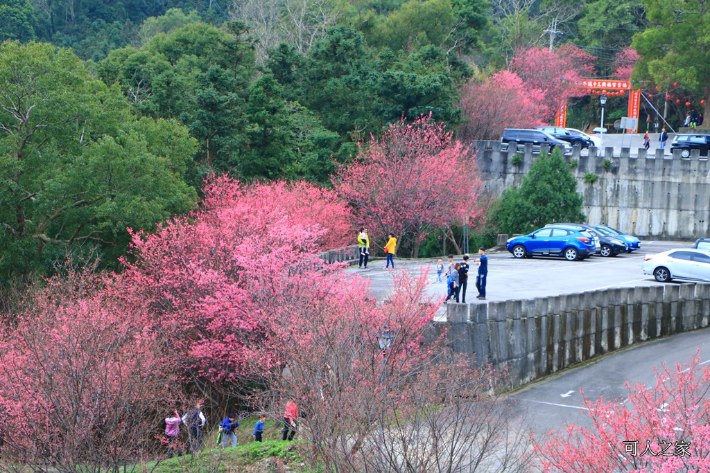 2018協雲宮花況,免費參觀,協雲宮怎麼去,協雲宮最新花況,櫻花季,獅潭鄉櫻花,苗栗景點,苗栗櫻花