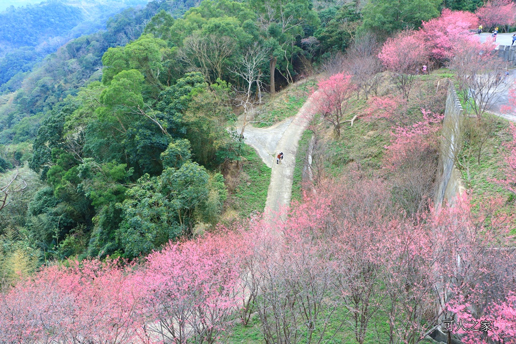 2018協雲宮花況,免費參觀,協雲宮怎麼去,協雲宮最新花況,櫻花季,獅潭鄉櫻花,苗栗景點,苗栗櫻花