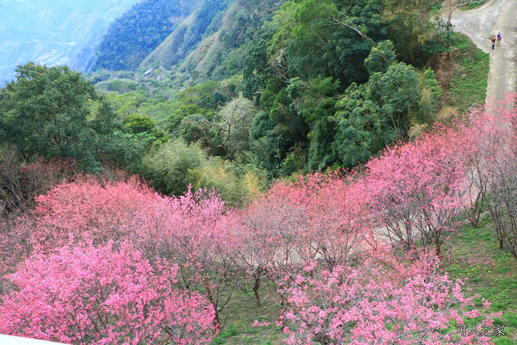 2018協雲宮花況,免費參觀,協雲宮怎麼去,協雲宮最新花況,櫻花季,獅潭鄉櫻花,苗栗景點,苗栗櫻花