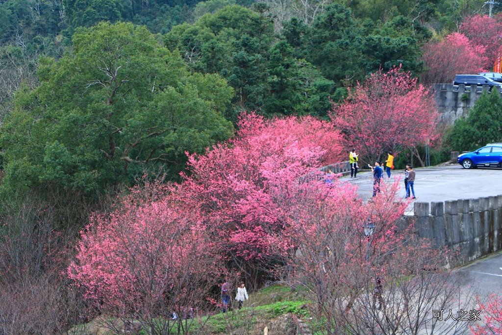 2018協雲宮花況,免費參觀,協雲宮怎麼去,協雲宮最新花況,櫻花季,獅潭鄉櫻花,苗栗景點,苗栗櫻花