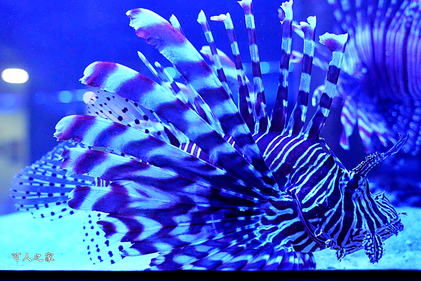 屏東新景點,屏東農科園區觀賞水族動物展示中心