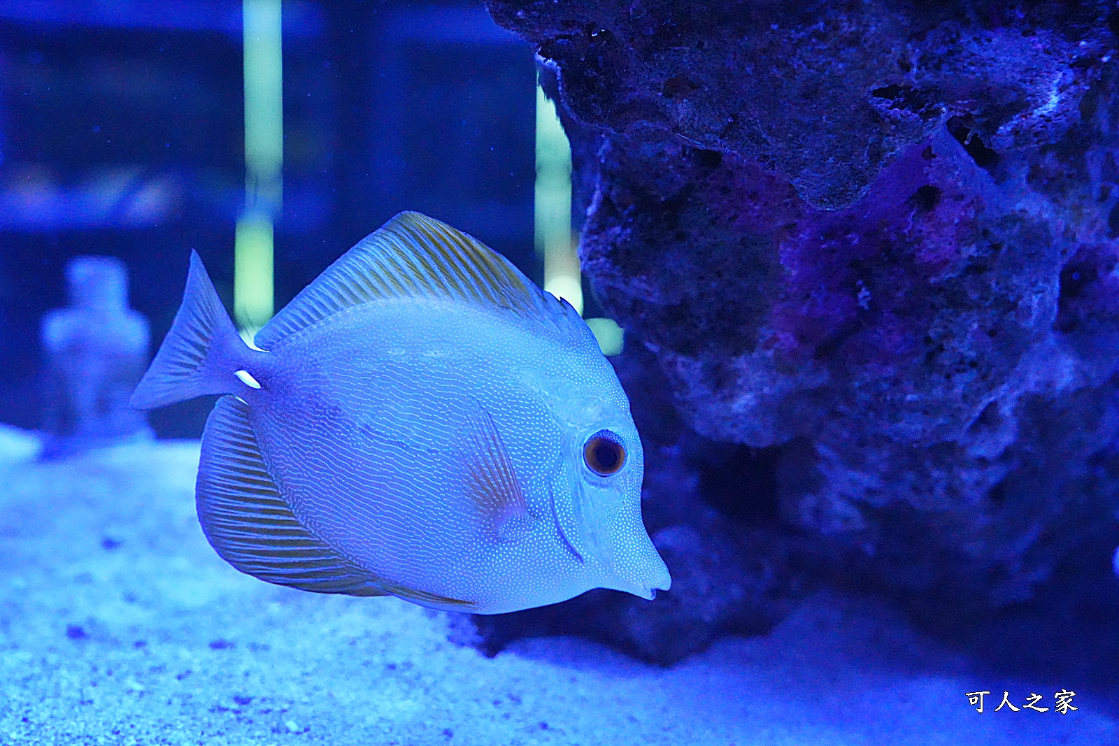 屏東新景點,屏東農科園區觀賞水族動物展示中心