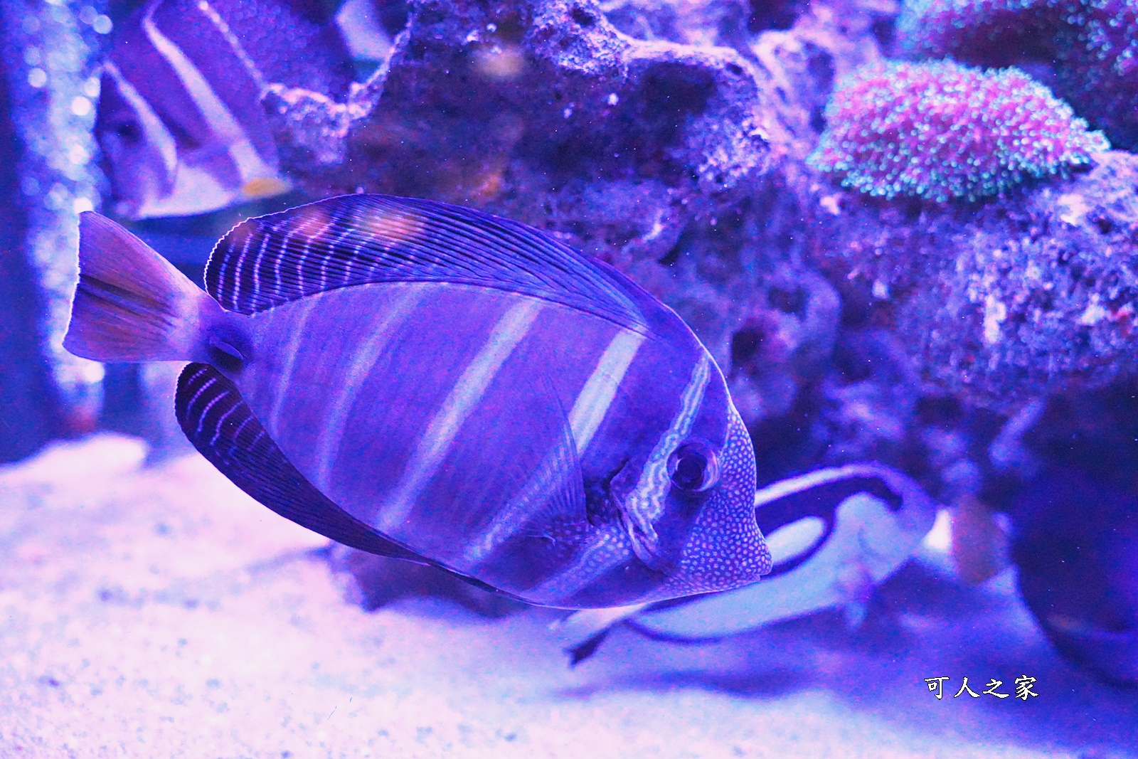 屏東新景點,屏東農科園區觀賞水族動物展示中心