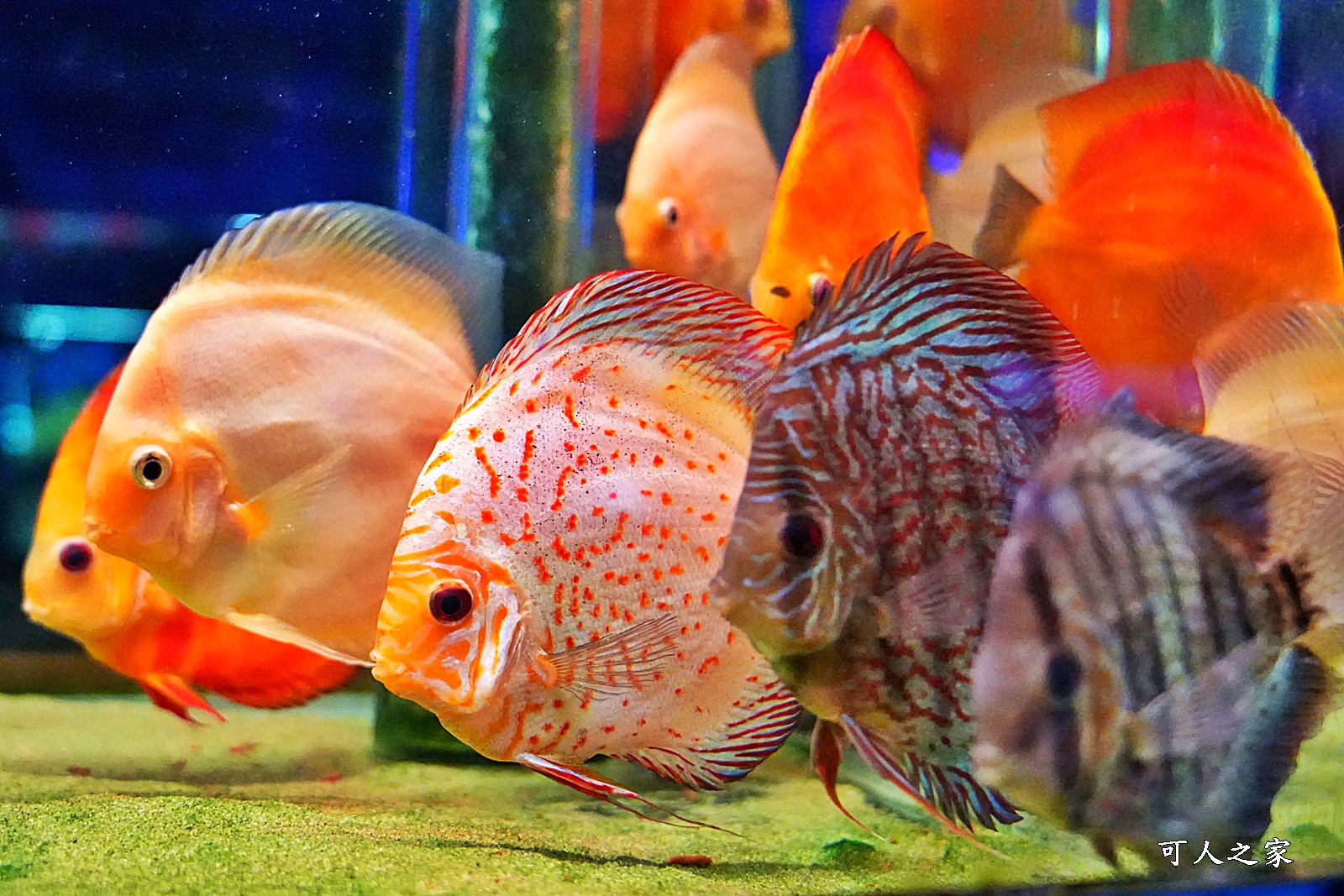 屏東新景點,屏東農科園區觀賞水族動物展示中心