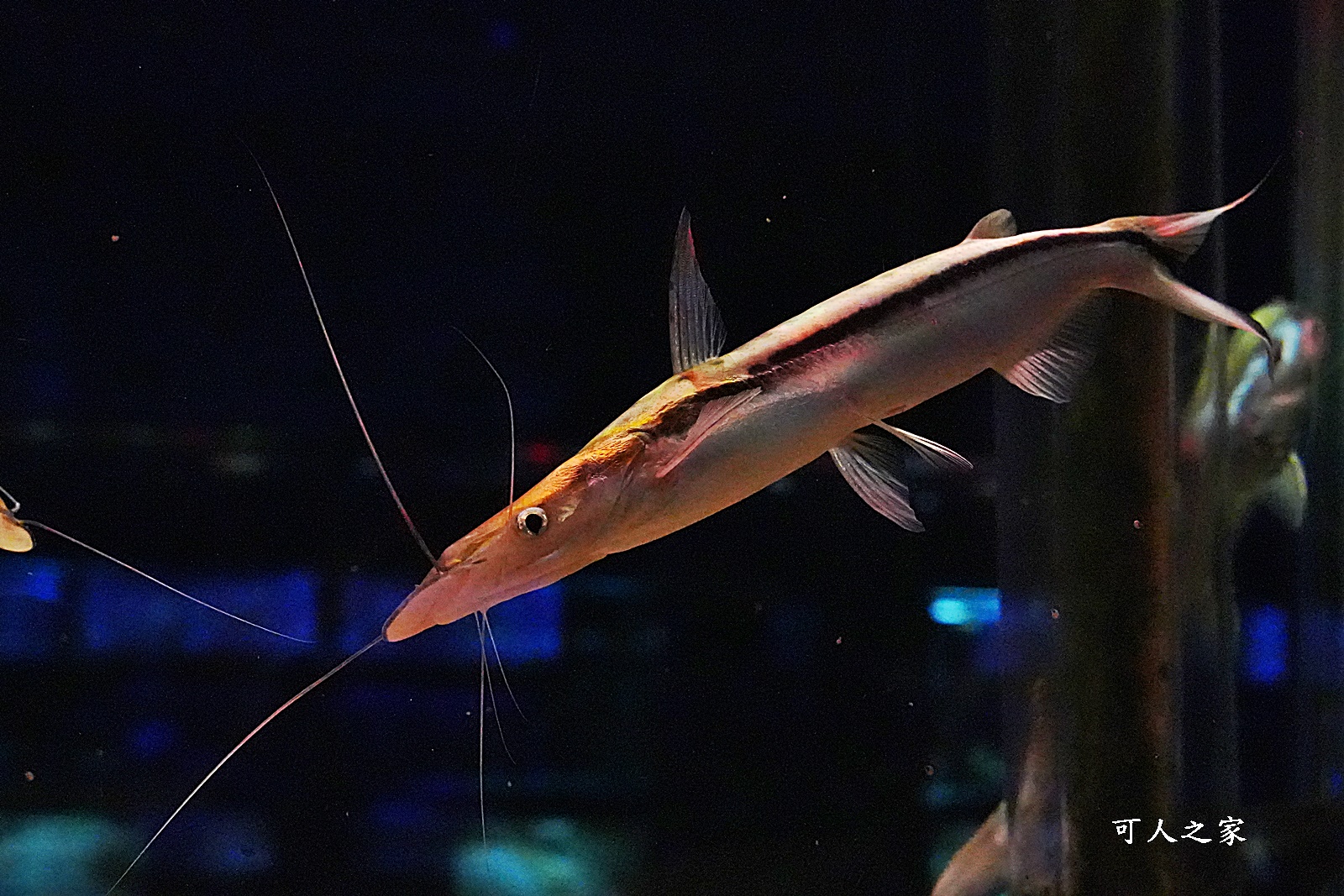 屏東新景點,屏東農科園區觀賞水族動物展示中心