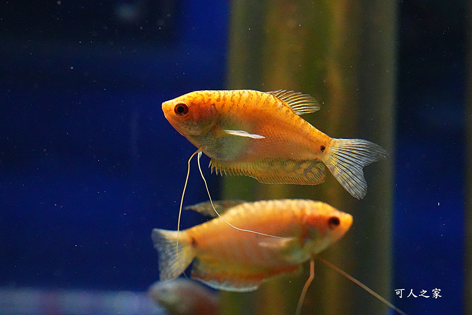 屏東新景點,屏東農科園區觀賞水族動物展示中心