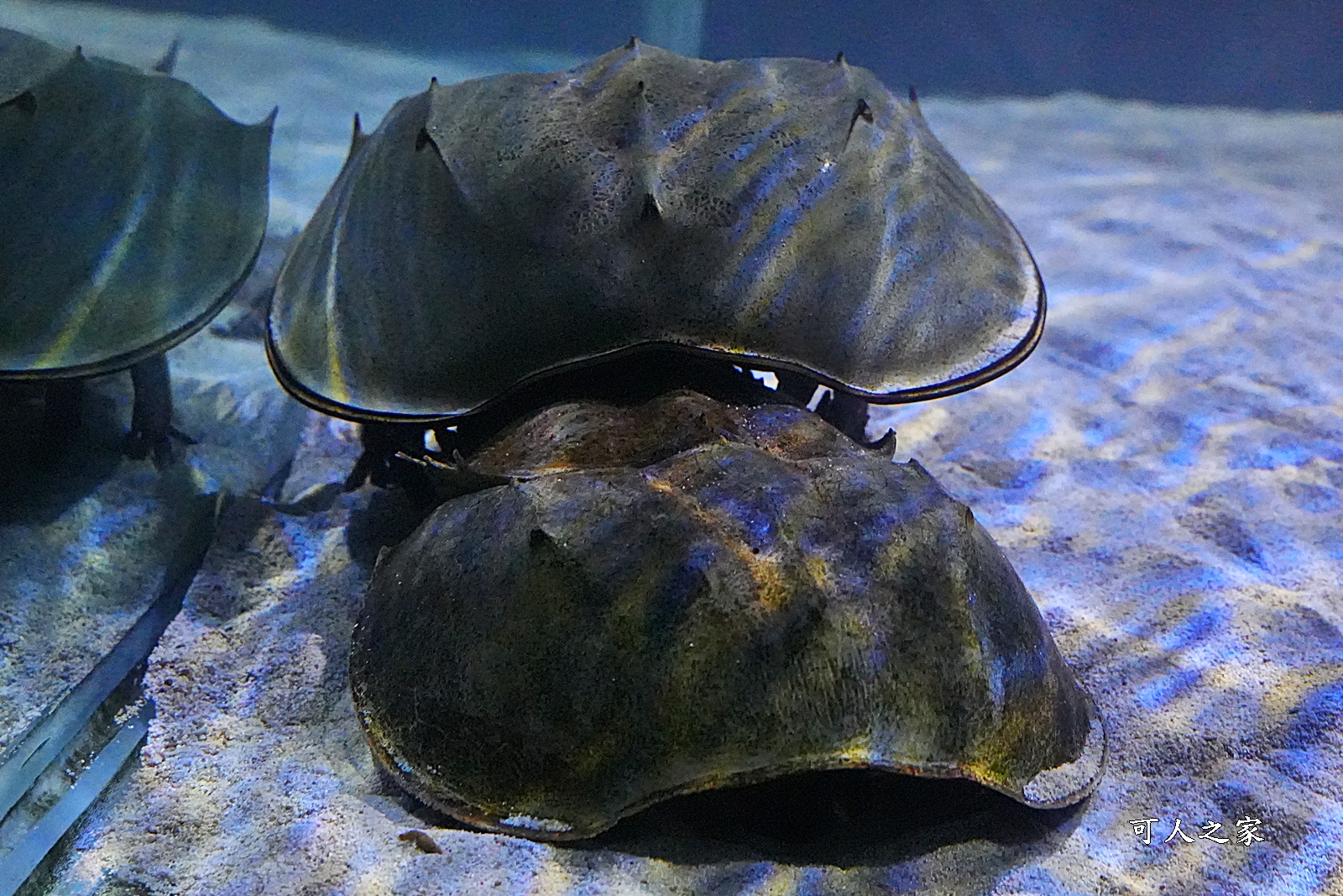 屏東新景點,屏東農科園區觀賞水族動物展示中心