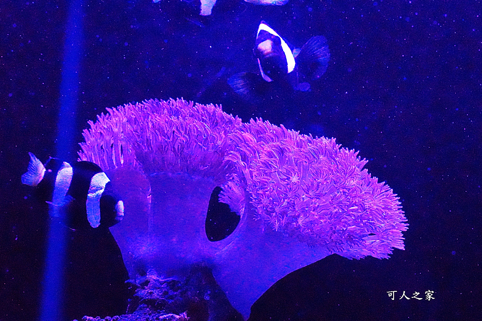 屏東新景點,屏東農科園區觀賞水族動物展示中心