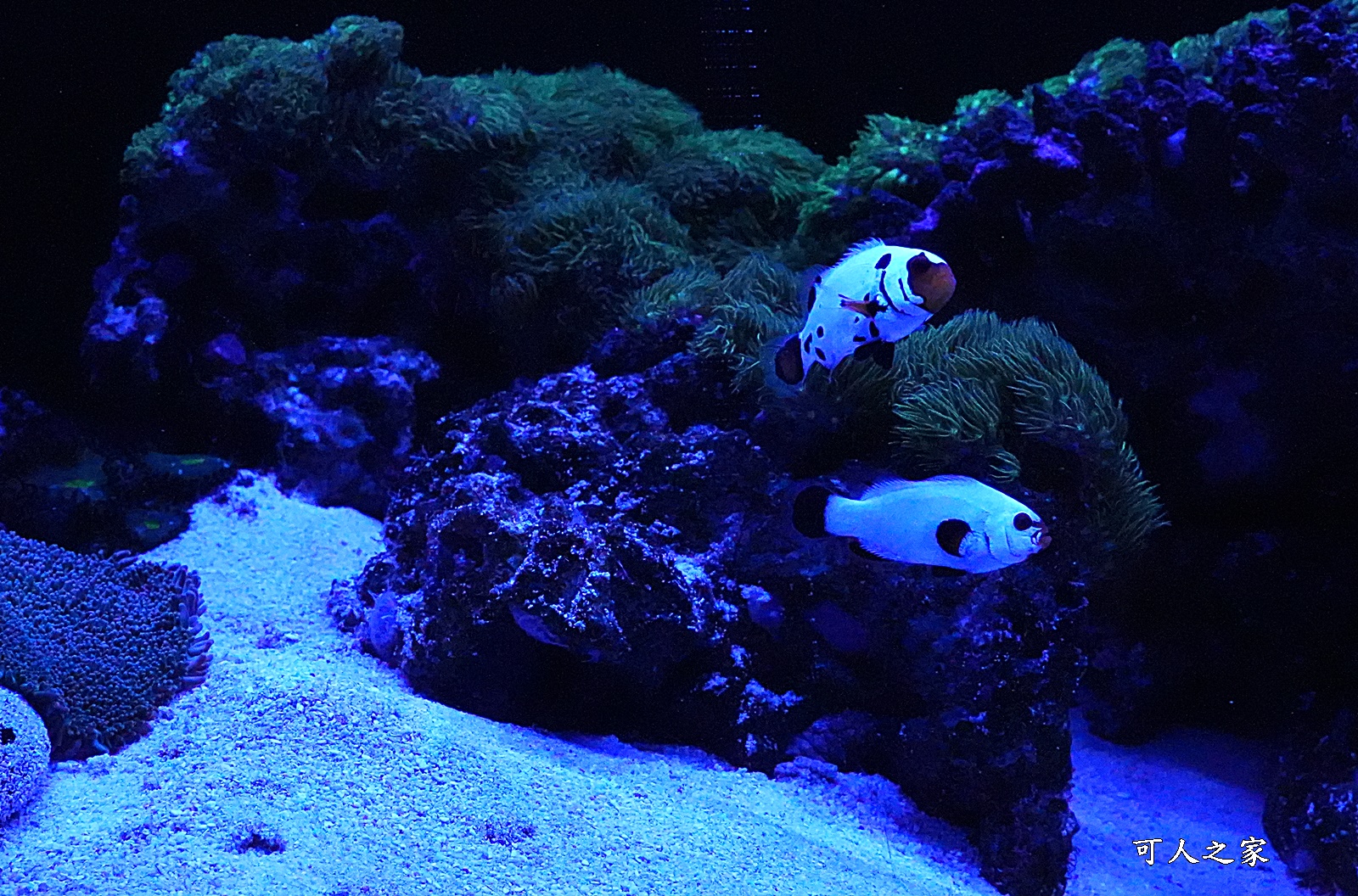 屏東新景點,屏東農科園區觀賞水族動物展示中心