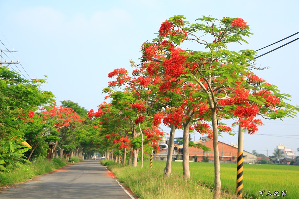 彰化溪州,田中工業區,綠筍路,綠色大道,鳳凰花開