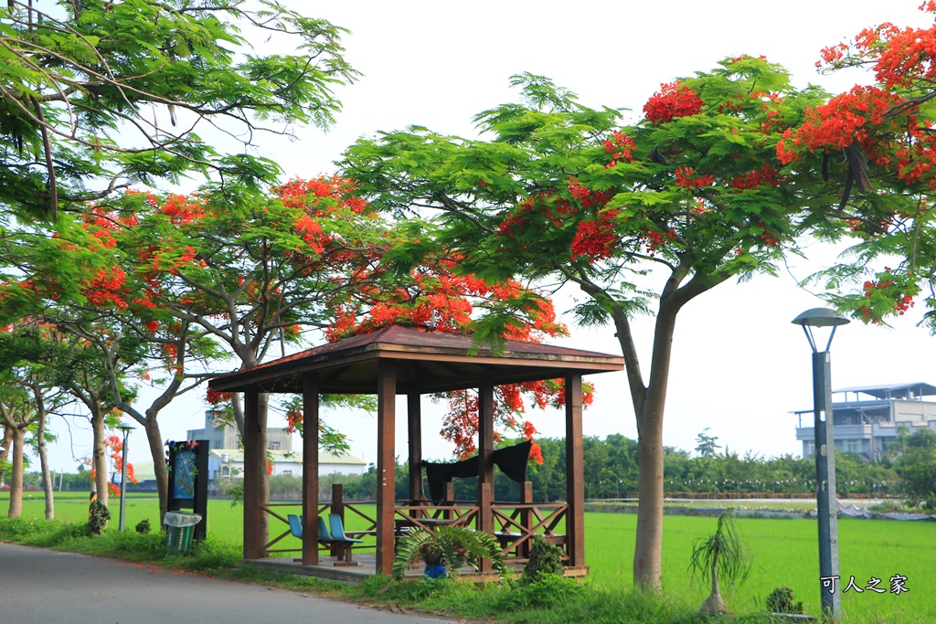 彰化溪州,田中工業區,綠筍路,綠色大道,鳳凰花開