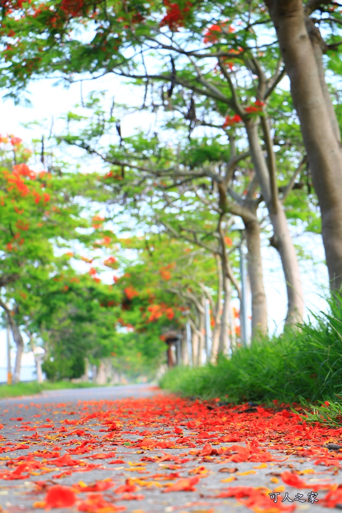 彰化溪州,田中工業區,綠筍路,綠色大道,鳳凰花開