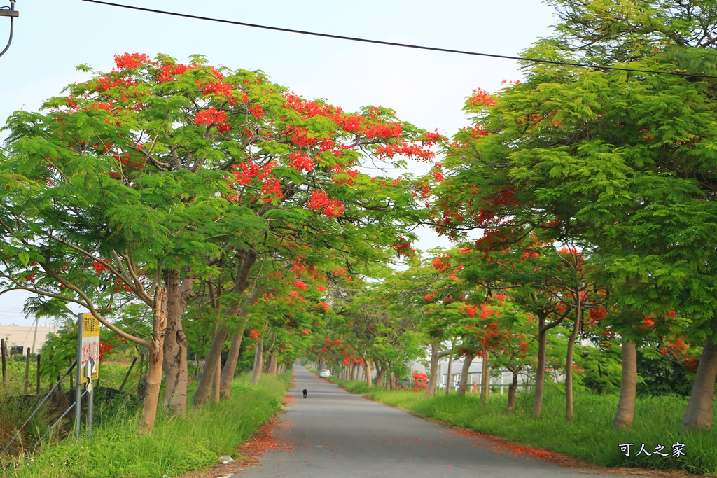 彰化溪州,田中工業區,綠筍路,綠色大道,鳳凰花開