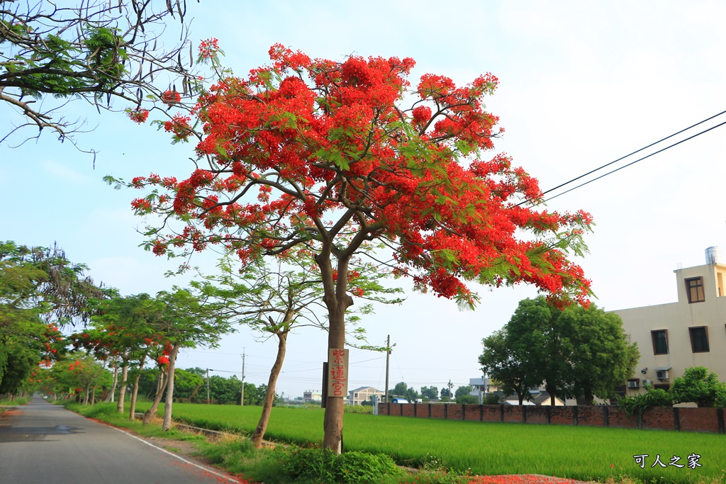 彰化溪州,田中工業區,綠筍路,綠色大道,鳳凰花開