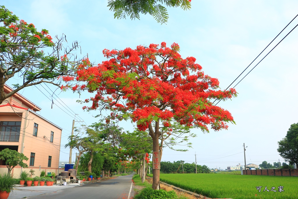 彰化溪州,田中工業區,綠筍路,綠色大道,鳳凰花開