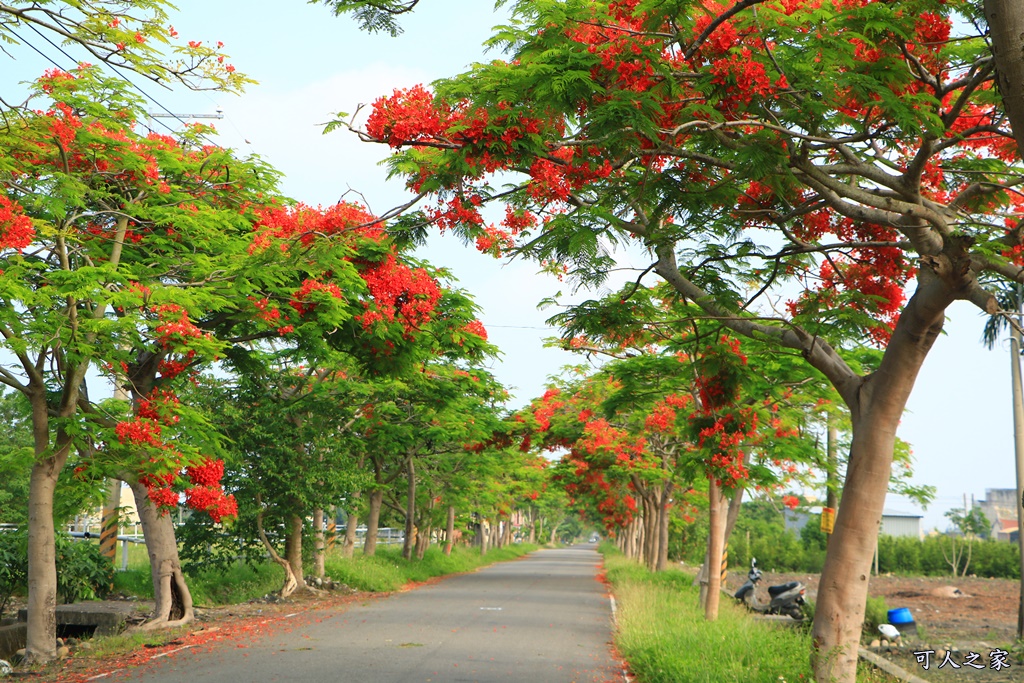 彰化溪州,田中工業區,綠筍路,綠色大道,鳳凰花開