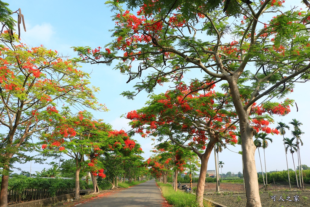 彰化溪州,田中工業區,綠筍路,綠色大道,鳳凰花開