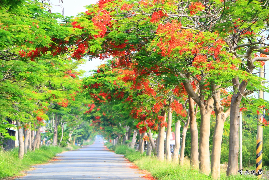 彰化溪州,田中工業區,綠筍路,綠色大道,鳳凰花開 @可人之家