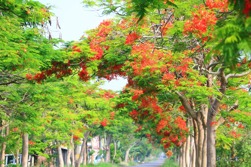 彰化溪州,田中工業區,綠筍路,綠色大道,鳳凰花開