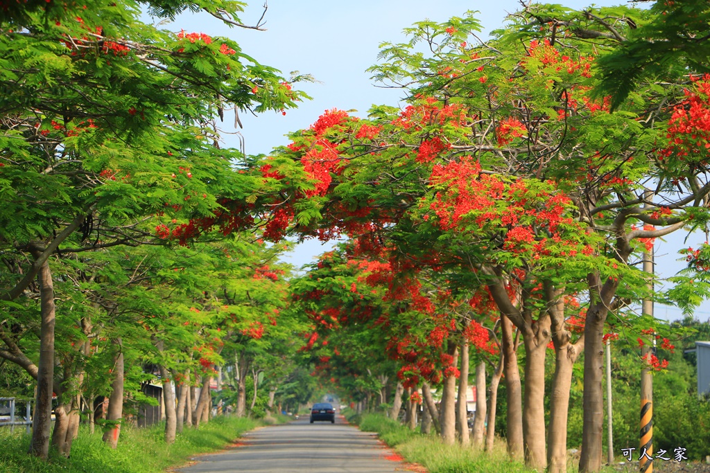 彰化溪州,田中工業區,綠筍路,綠色大道,鳳凰花開