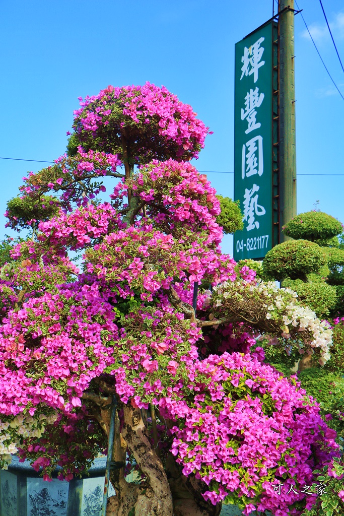 九重葛花牆,彰化景點