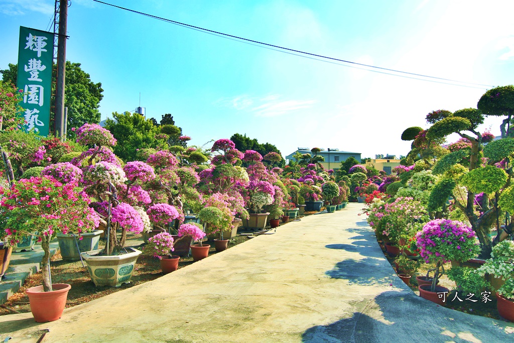 九重葛花牆,彰化景點