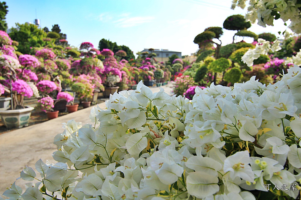 九重葛花牆,彰化景點