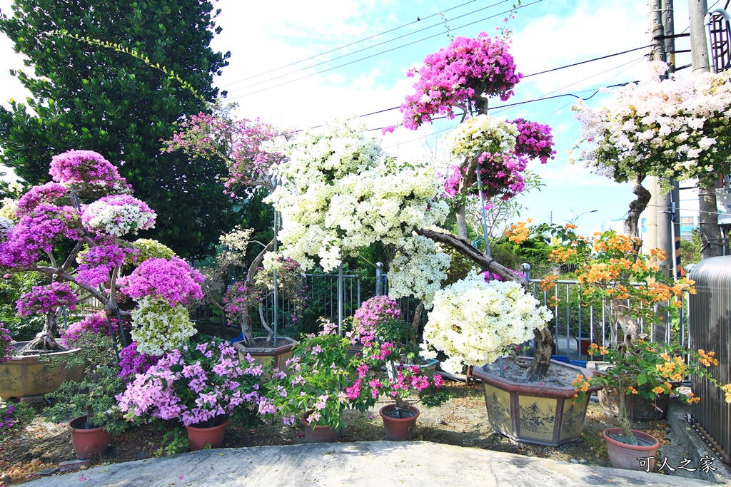 九重葛花牆,彰化景點