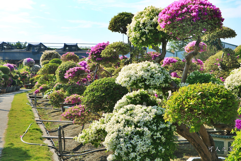 九重葛花牆,彰化景點